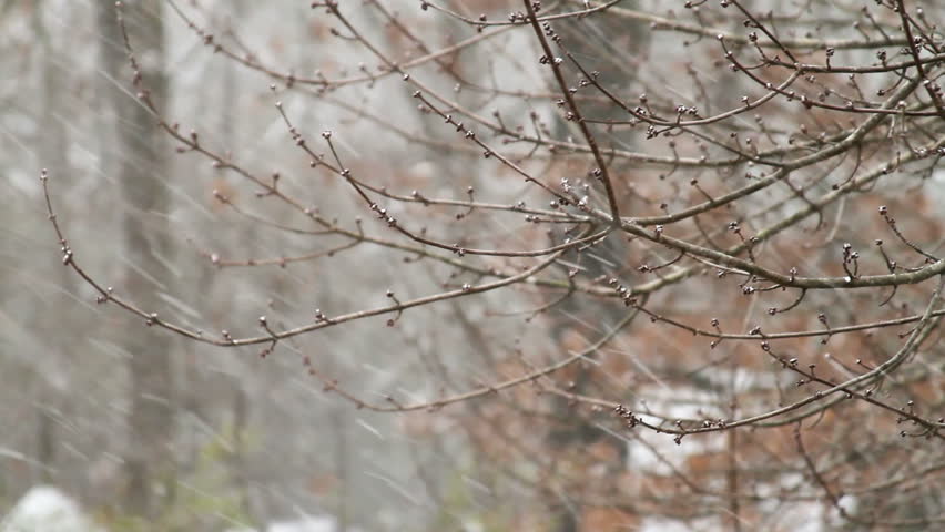 Heavy snow falling on tree branches