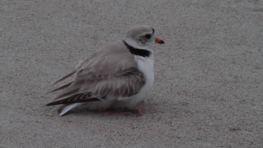 Four plover chicks hide under mother plover before the roof is lifted off