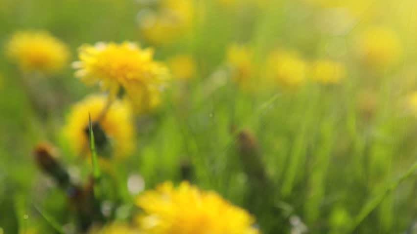 Dandelion field, dancing in the wind. Focus moving from front ro back. Background