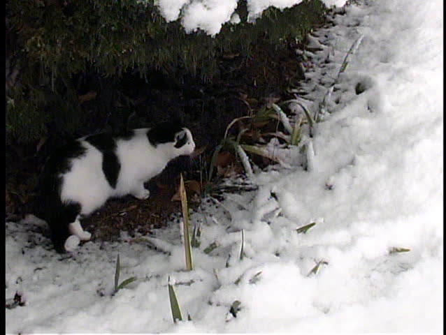 A small black and white cat seeks shelter from, and seems a bit baffled by, a snowstorm