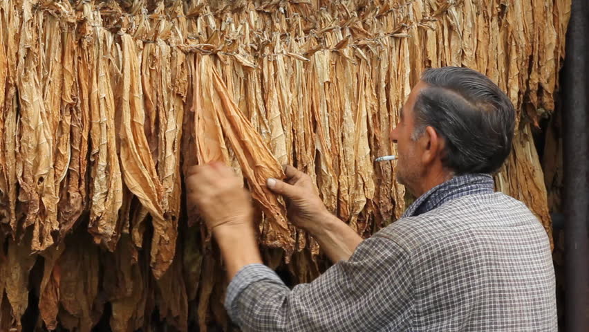 Farmer drying Tobacco