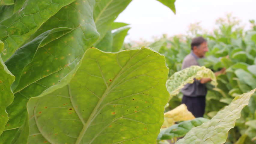 Farmer picking tobacco in the field