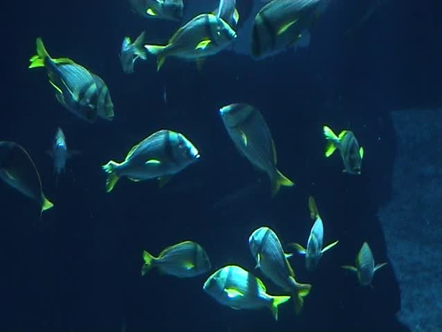 Tropical fish playing and swimming