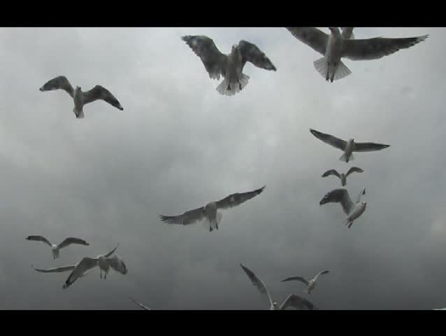 seagull flying