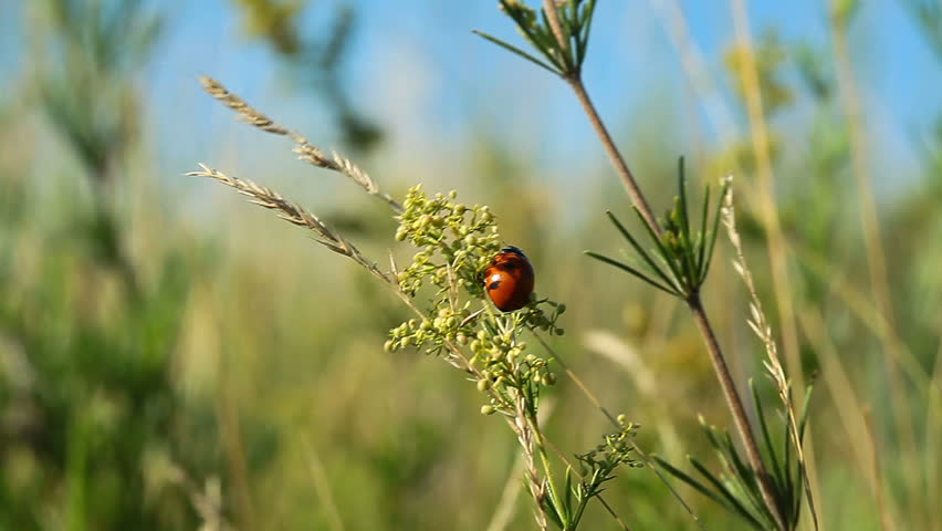 ladybug hurries on grasses