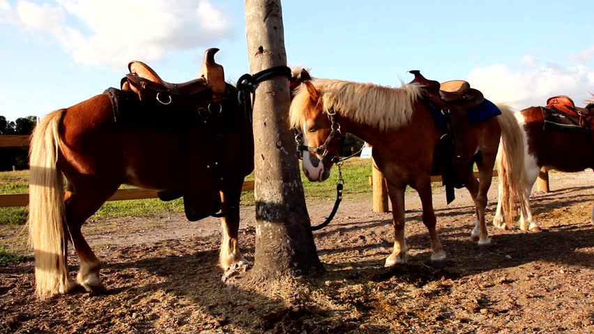 Leashed ponys on the paddock. One bites the other.