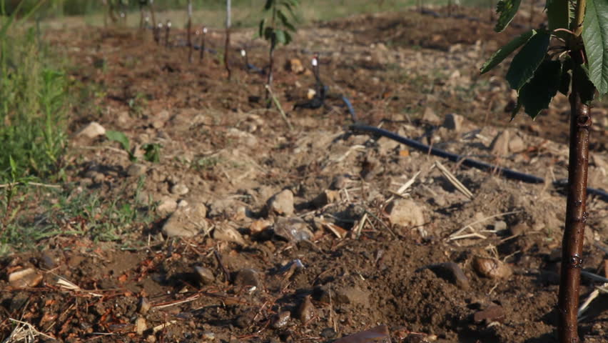 modern agriculture with the drip system