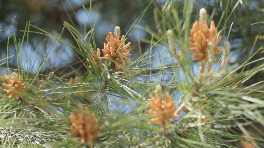 Unrecognizable person shaking the branches of fluffy green pine. The pollen coming from the pistillate cone of evergreen tree. 