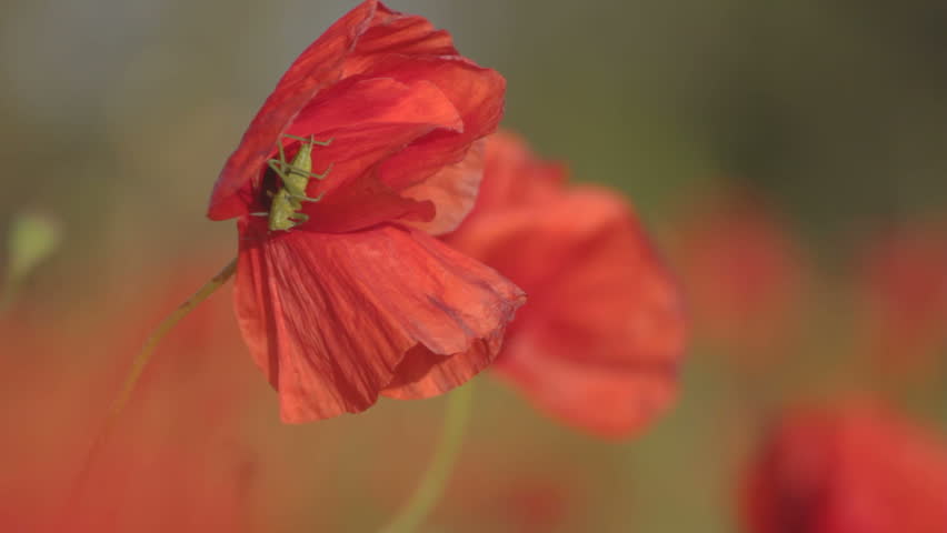 Green grasshopper sitting on blossoming petals of red poppy 