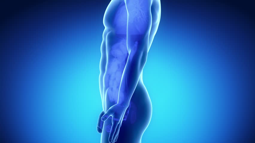 Human bladder anatomy with pelvis and spine in blue orange x-ray view