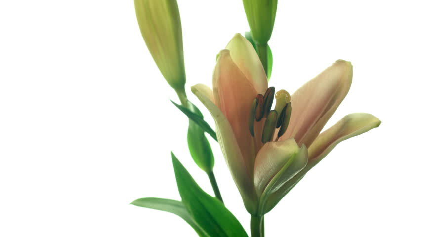 Timelapse of lilies blooming.