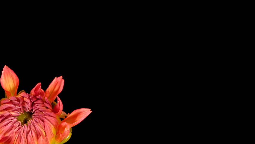 Timelapse of a dahlia(Dahlia sp.) flower blooming.