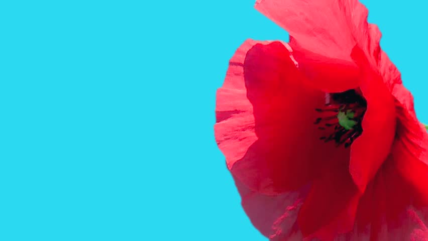 poppy