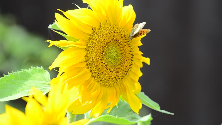 Butterfly on sunflower