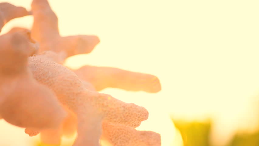 Extreme close-up of the fragile beauty of a piece of coral washed up on the beach