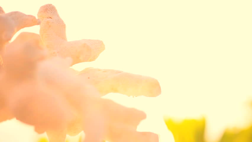 Extreme close-up of the fragile beauty of a piece of coral washed up on the beach
