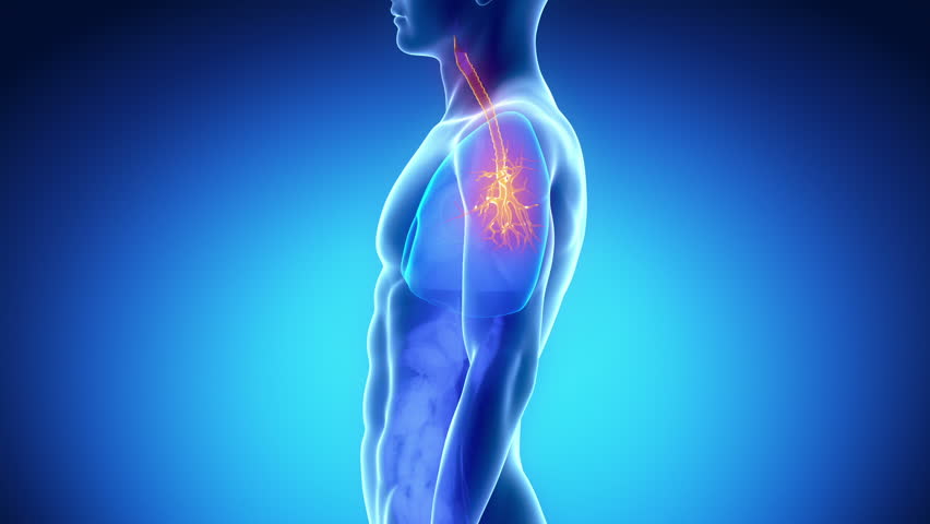 Male BRONCHUS anatomy in blue  x-ray view