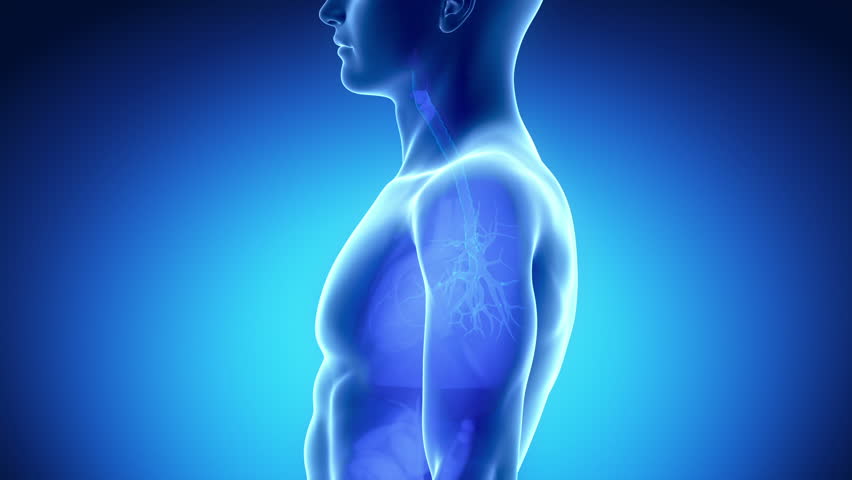 Male LARYNX anatomy in blue  x-ray view