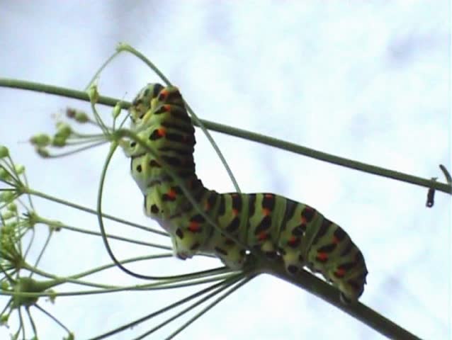 Caterpillar of swallowtail butterfly eating dill