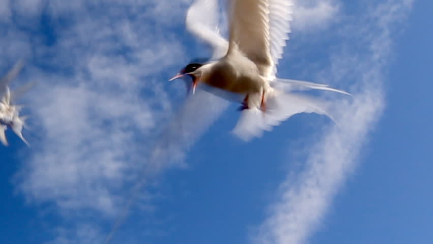 The Arctic Tern Attacks! During breeding season the Arctic Tern, or Kria as it is known in Iceland, will fiercely defend its territory