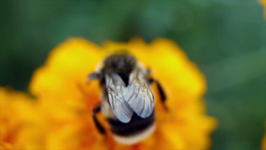 Bumble bee collects nectar in yellow flowers in summer herb garden