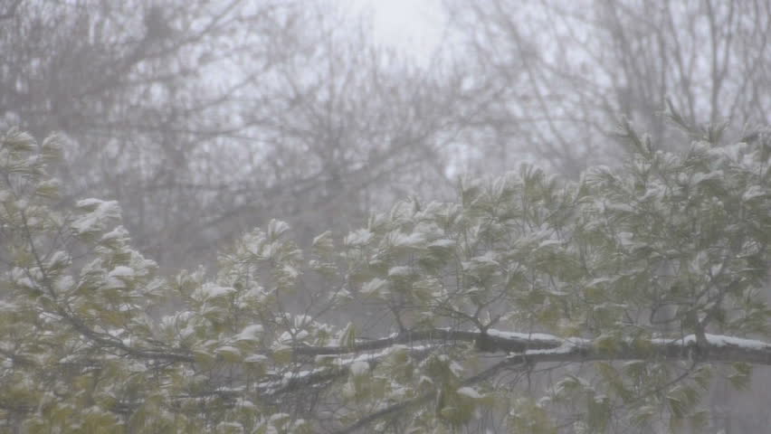 Green pine tree on a snowy day in Kansas