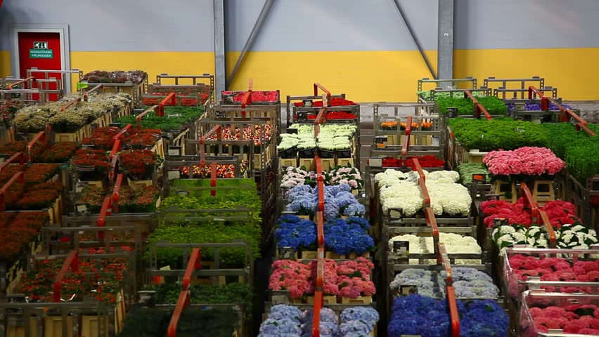 AALSMEER, THE NETHERLANDS-APRIL 27: Flowers being prepped for auction, FloraHolland, April 27, 2011, Aalsmeer, The Netherlands. Aalsmeer Flower Auction is the largest flower auction in the world; Around 20 million flowers are sold here daily.