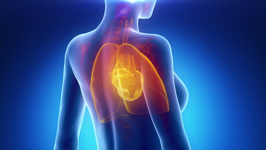 Female THORAX anatomy in blue x-ray loop