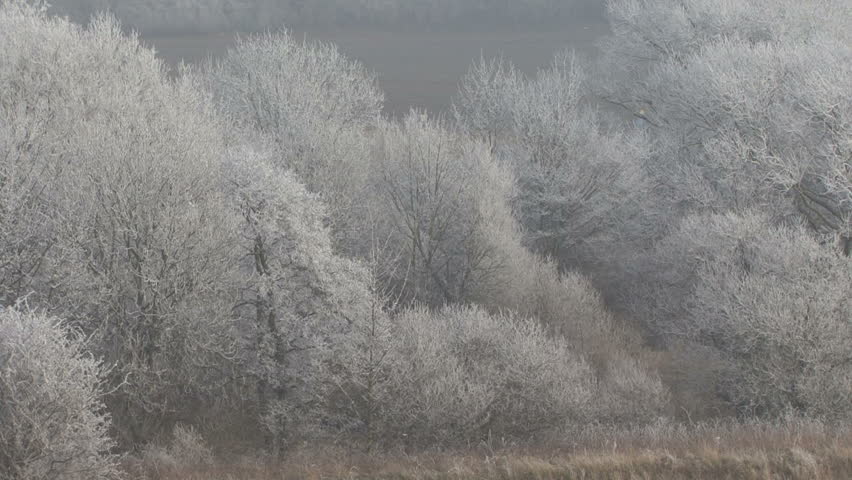 Hard frost. Zoom out from trees.  HD.