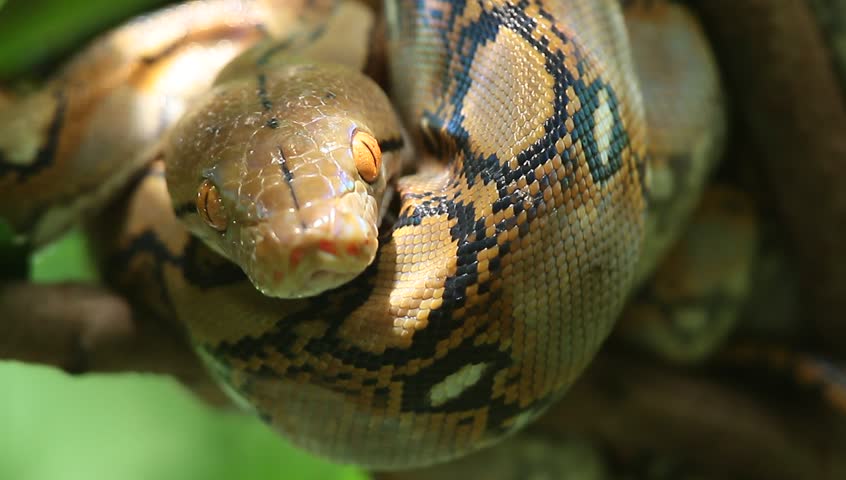 Reticulated Python 