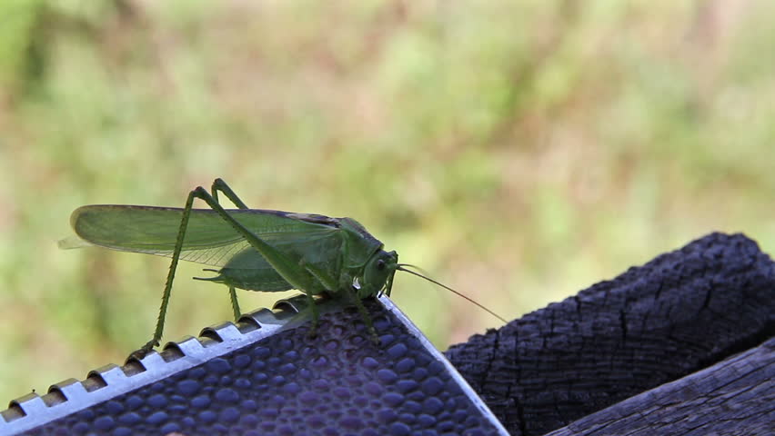 locust sits on a steel object and chews synthetics