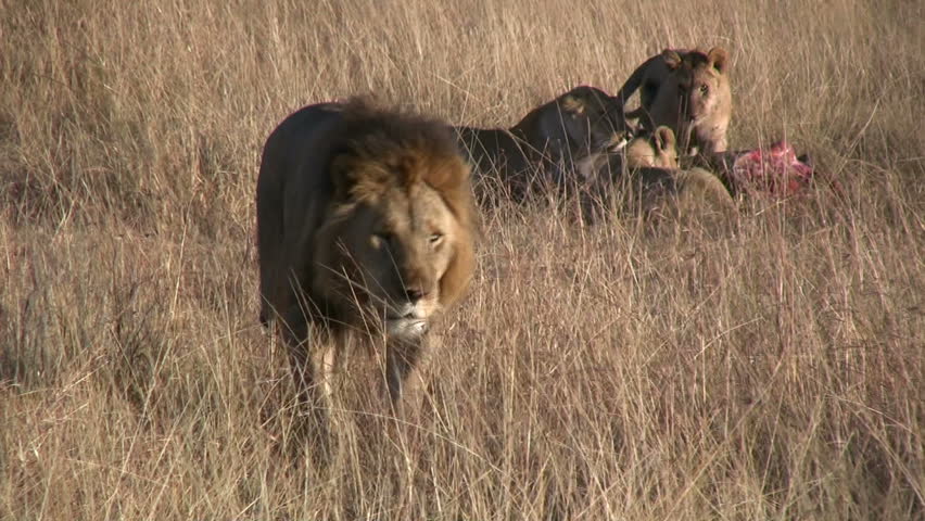 A male lion walks away from a kill