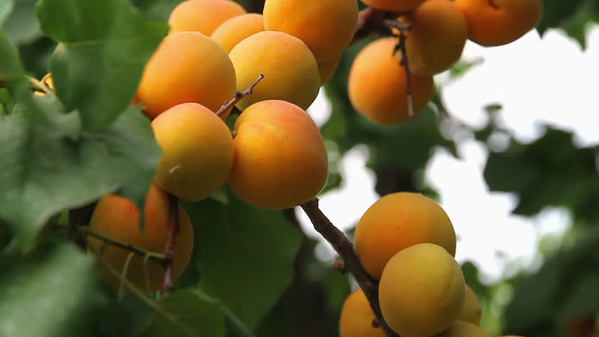 Branch of a tree studded with apricot fruit