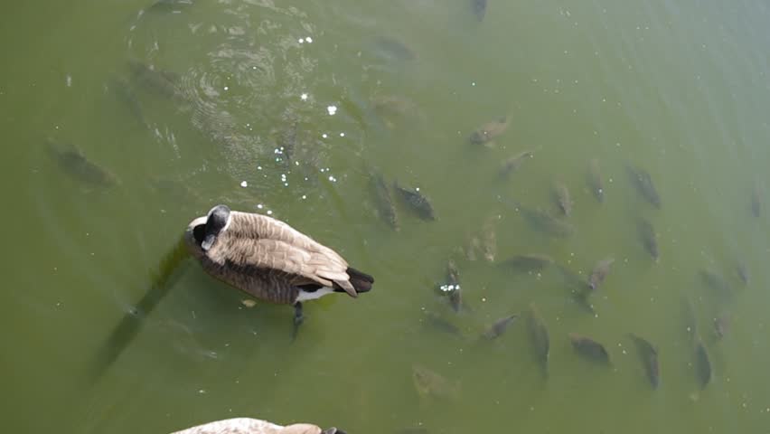 canada goose. Koi fish in a muddy water of pond 