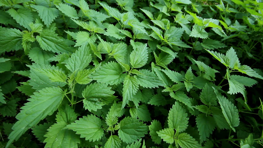 lots of stinging nettles near a lake 