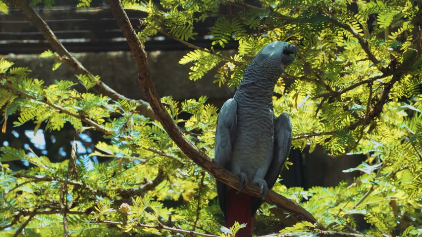 Header of African gray