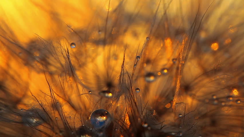 dandelion macro - drops of rain