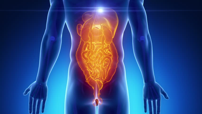 Male Anatomy Of Abdomen / Lower Abdominal Muscles Diagram Koibana Info