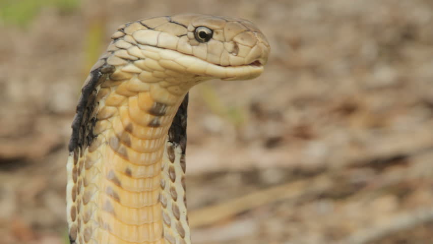 King Cobra angry & alert