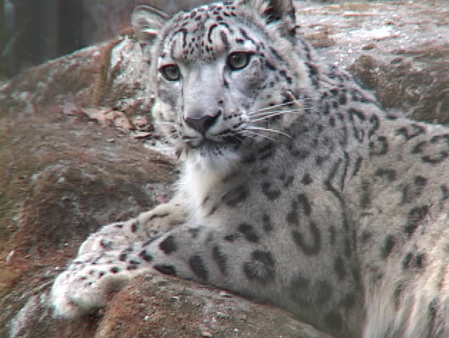 A Himalayan snow leopard lounges on a rock.