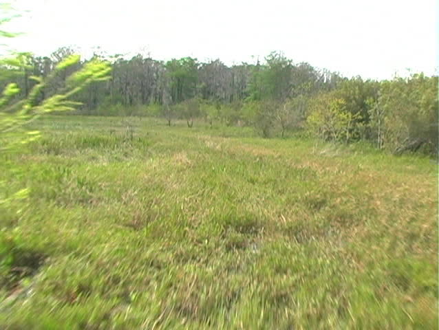 A view of the northernmost part of the Florida everglades from aboard an airboat.  Mini DV with film emulation.  Shot at West Lake Tohopekaliga ("Lake Toho") in Kissimmee, Florida.