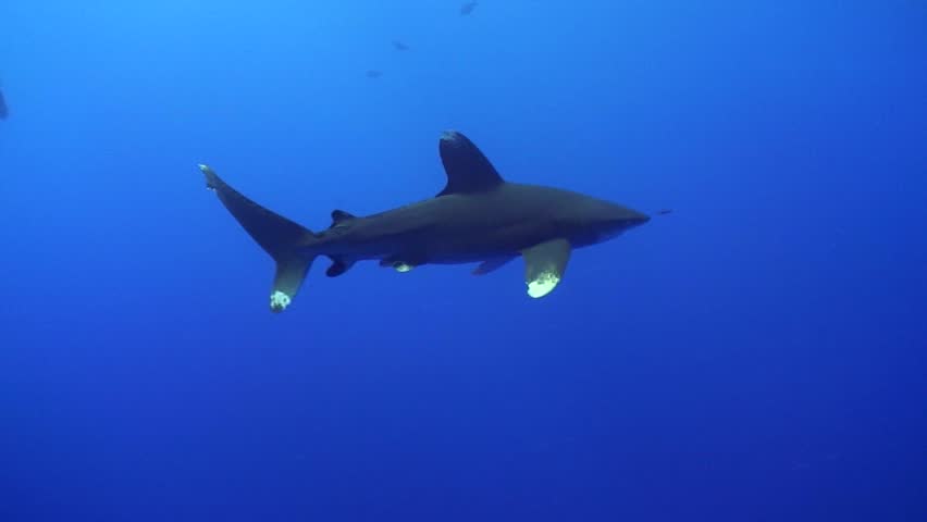 Oceanic whitetip shark (Carcharinus longimanus) filmed at Daedelus Reef (Abu Kizan) in the Red Sea. The clip was shot using a Sony HDR HC1 in a Light & Motion Bluefin Housing.
