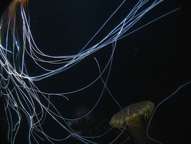 Two jellyfish performing Swan Lake.