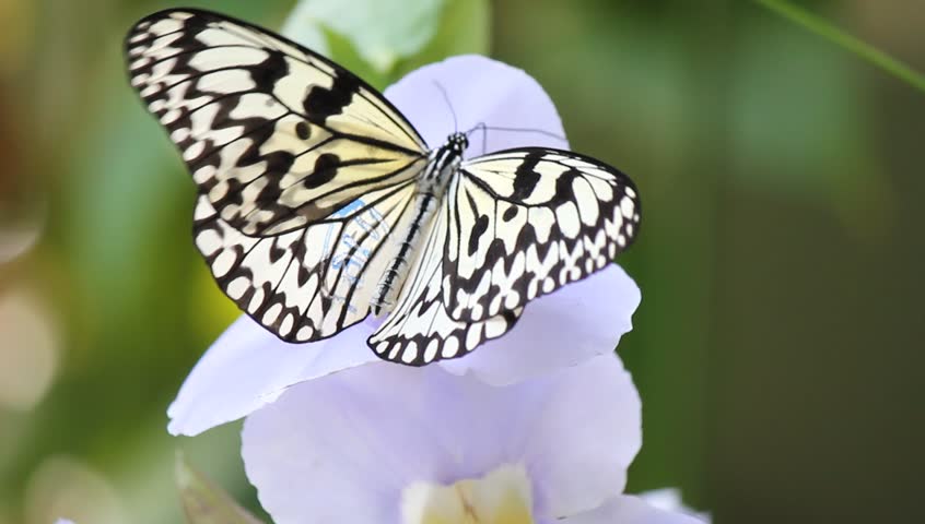 Butterfly on a blue flower