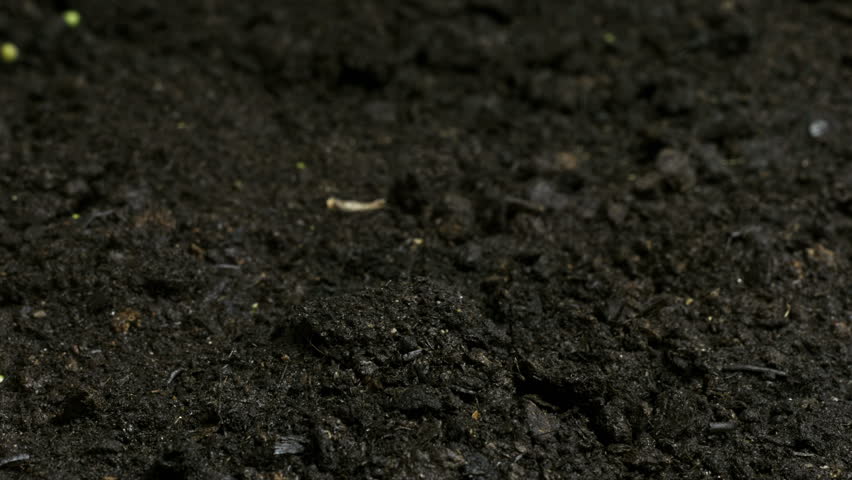 time lapse of growing beans dolly shot 