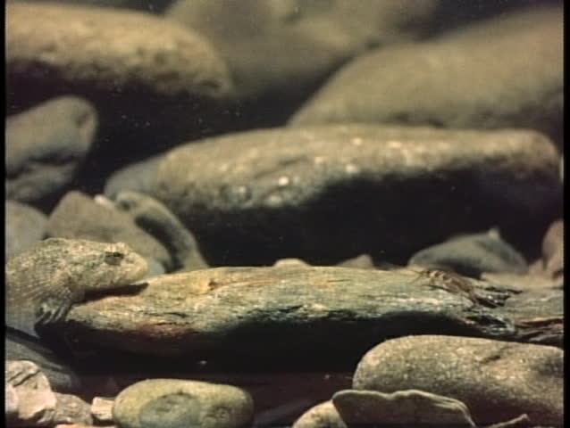A camouflaged fish attacks and swallows its prey.