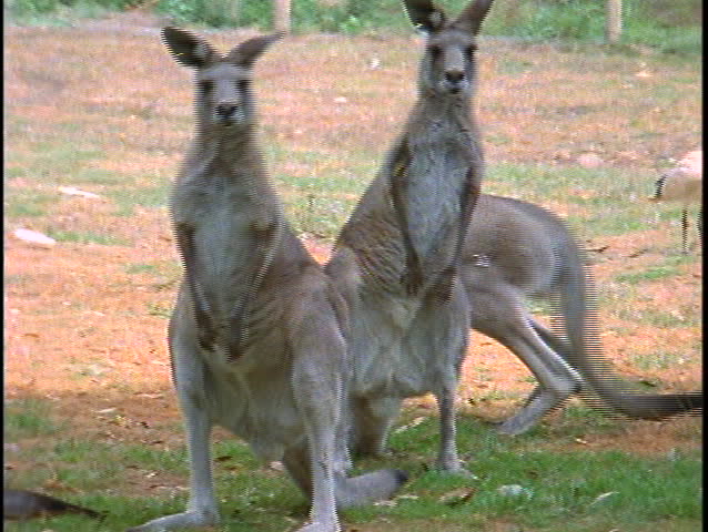 Kangaroos hop around with in a fenced in area.
