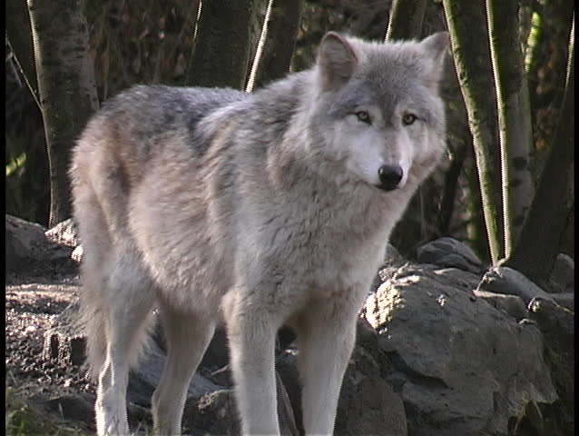 A gray wolf stands and guards its territory.