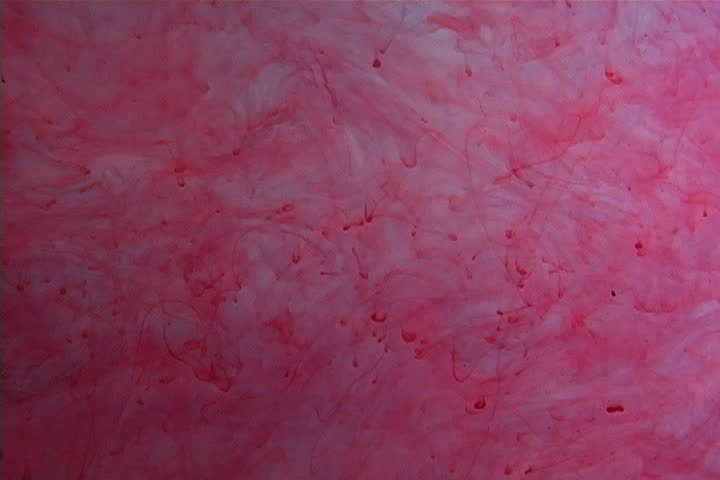 Red and blue ink elegantly flowing in a liquified chamber.