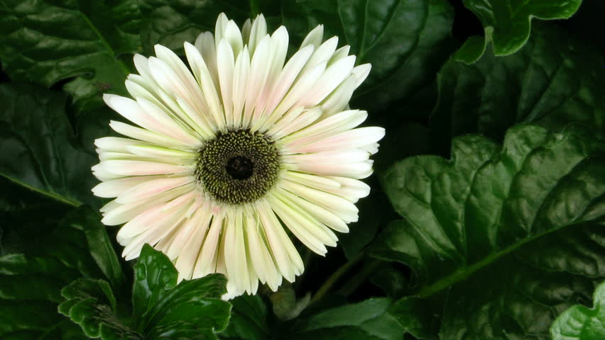 Time-lapse of pink zinnia flower growing 4 